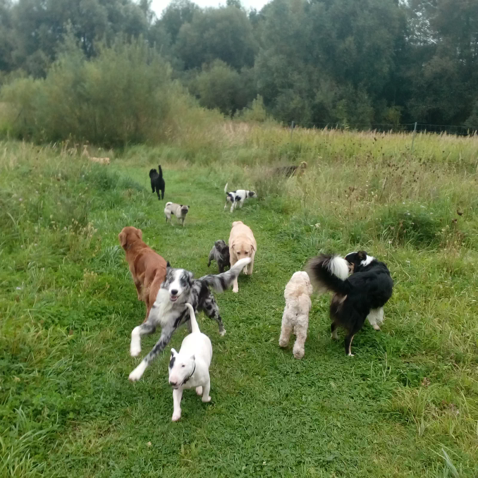 Hundebetreuung auf dem Platz