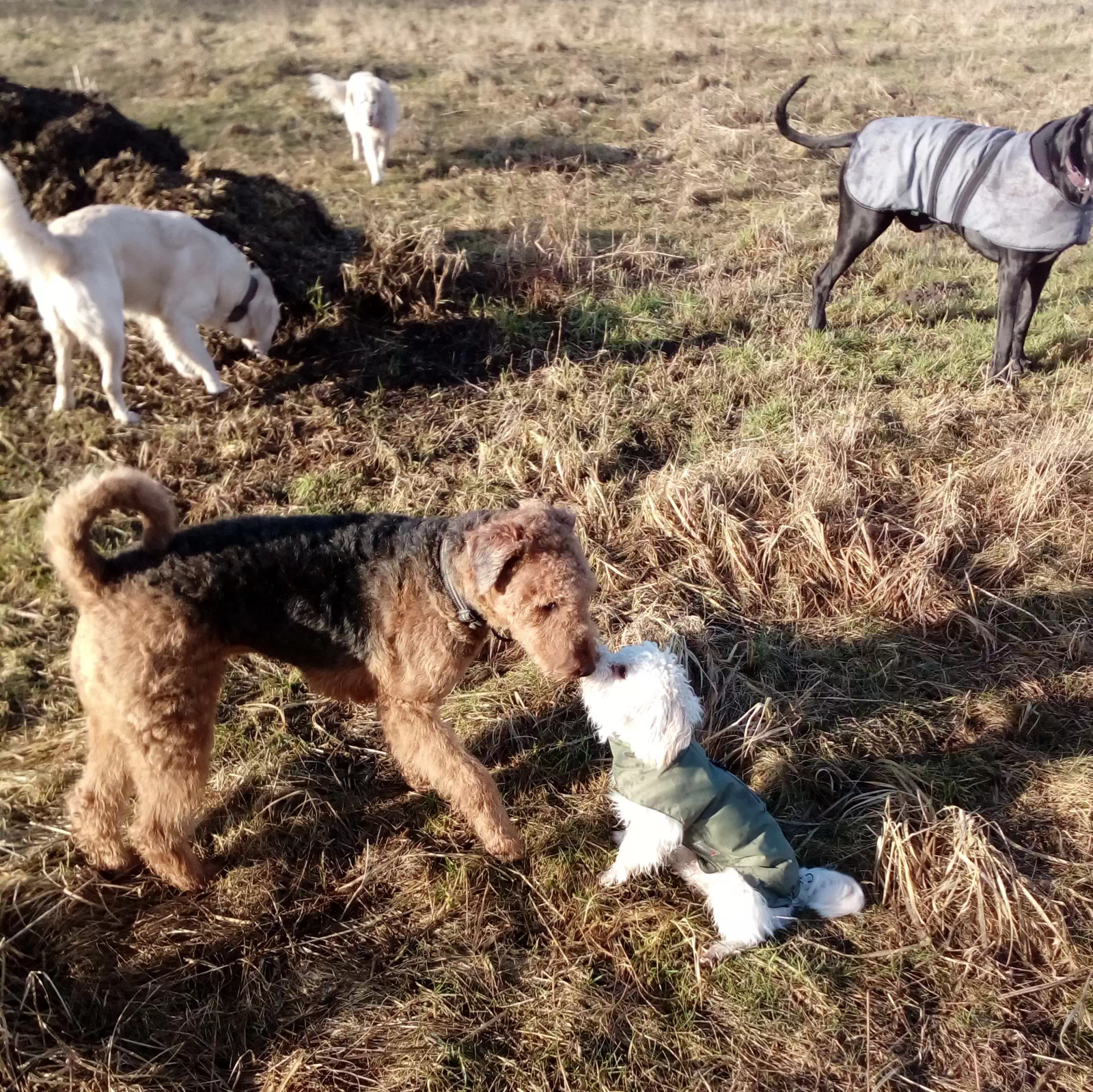 Mehrere Rüden und Hündinnnen spielen auf dem Hundeplatz