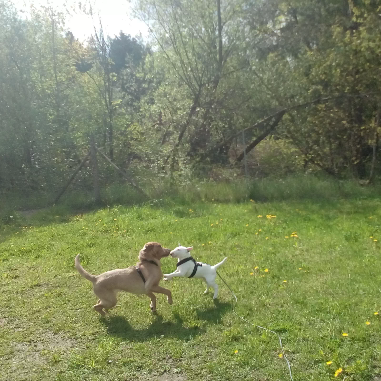 Zwei Hunde toben auf dem Platz