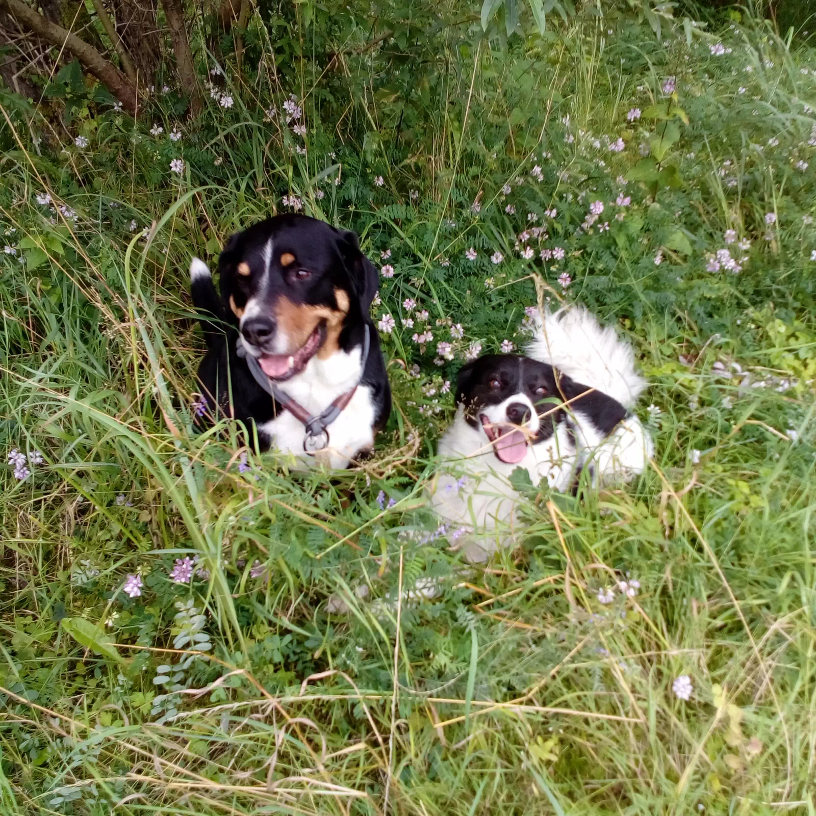 Zwei Hunde liegen auf der Wiese